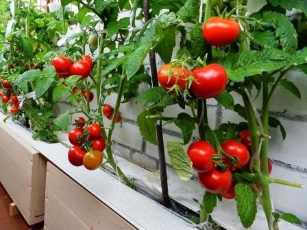 발코니에서 기적의 토마토 재배