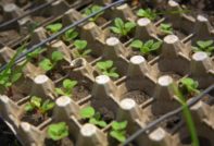 계란판에 담긴 무