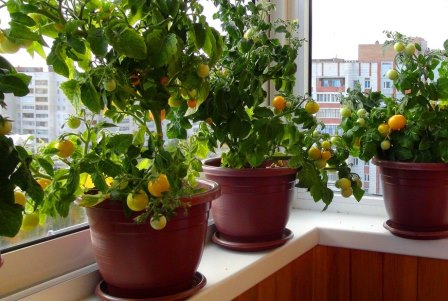 창틀 위의 토마토