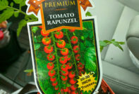 라푼젤 토마토: 품종 설명, 리뷰, 사진 및 수확량