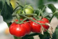 토마토 "마켓 미라클": 품종의 특성과 설명, 사진, 리뷰