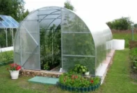 온실에서 오이에 비료 주기