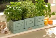 창턱에서 집에서 허브 재배하기