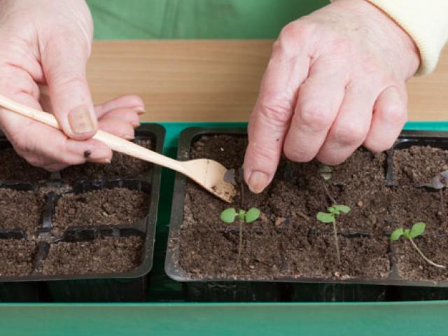 창틀 위의 바질