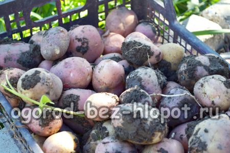 감자를 올바르게 파내는 방법