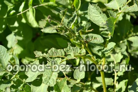 감자를 올바르게 파는 방법과 시기