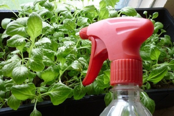 페튜니아에 먹이를 주는 방법