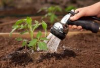 토마토 뿌리에 물주기