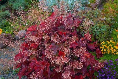 휴케라가 꽃을 피우고 있어요