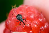 라즈베리와 해충