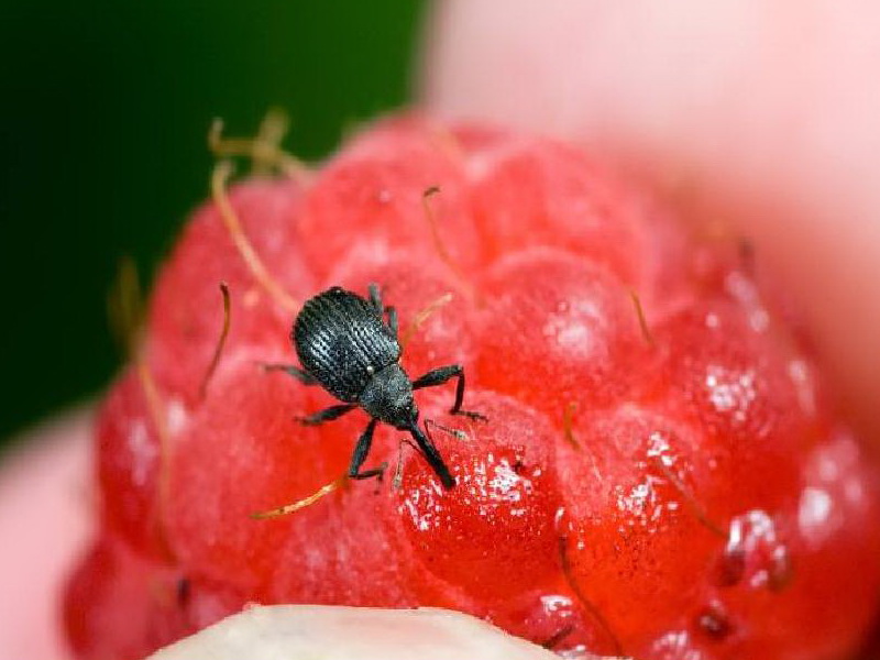 라즈베리와 해충