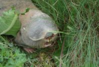 정원의 두더지쥐