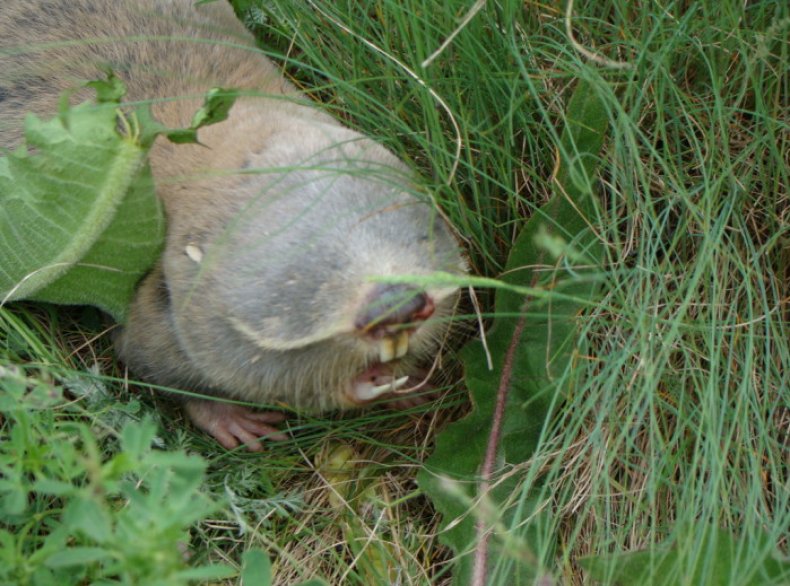정원의 두더지쥐