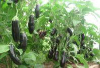 그들은 온실에서 자랍니다