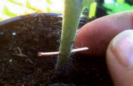 역병에 대비한 철조망