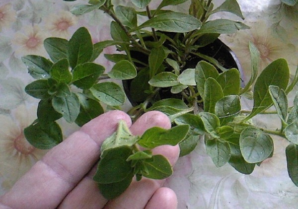 페튜니아를 꼬집는 방법