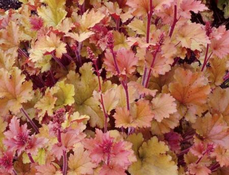 휴케라 마멀레이드