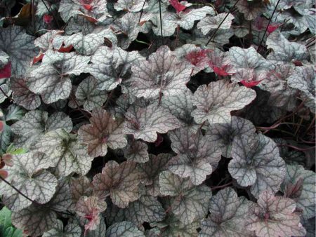 Heuchera 잡종