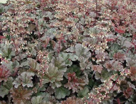 Heuchera 잡종