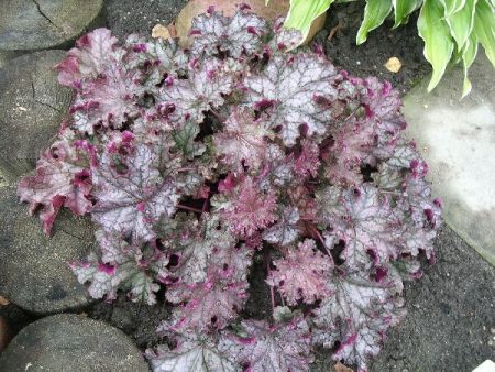 Heuchera 잡종