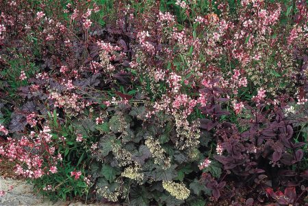 Heuchera parviflora