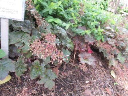 Heuchera parviflora