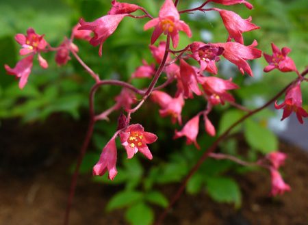 붉은 피의 흑단