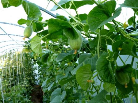 수직 멜론 재배