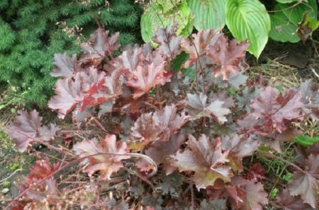 휴케라 퍼플 캐슬