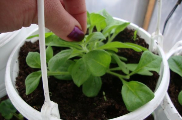 앰펠러스 페튜니아