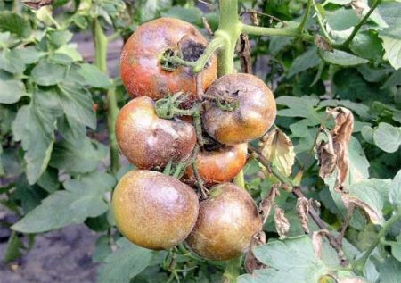 영향을 받은 토마토