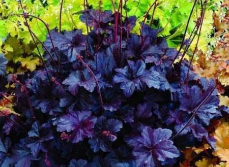 흑색 새 Heuchera