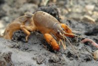 정원의 땅강아지