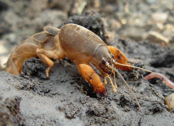 정원의 땅강아지