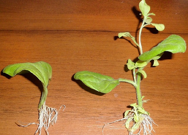 페튜니아 꺾꽂이