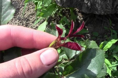 장미에 대한 해결책