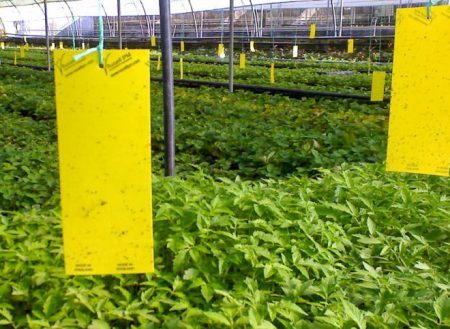 곤충 방제의 기계적 방법