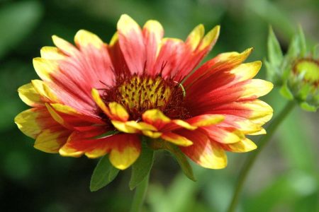 가일라르디아 하이브리다