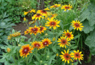 가일라르디아 다년생