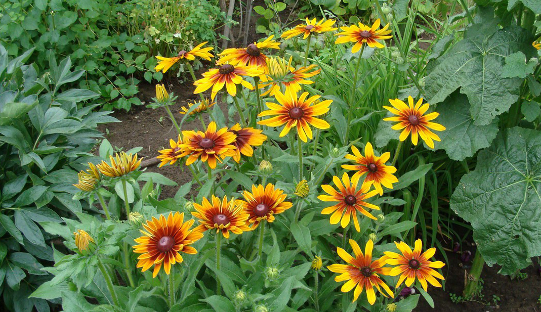 가일라르디아 다년생