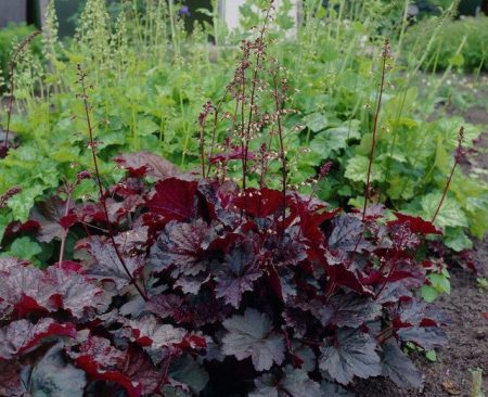 휴케라 퍼플 캐슬