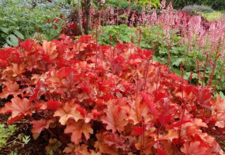 휴케라 마멀레이드