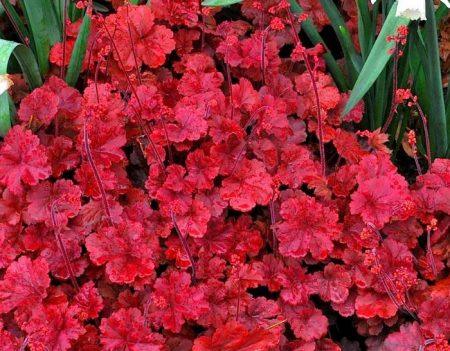 휴케라 체리 콜라