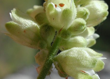 Heuchera 구스베리잎