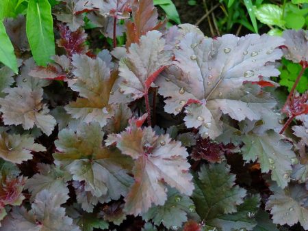 휴케라 퍼플 캐슬