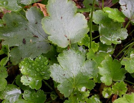 Heuchera 구스베리잎