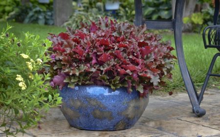 화분 속의 휴케라