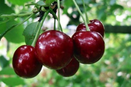 체리용 베이킹 소다