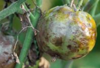 역병에 걸린 토마토