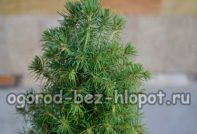 난쟁이 가문비나무, 관리 및 심기